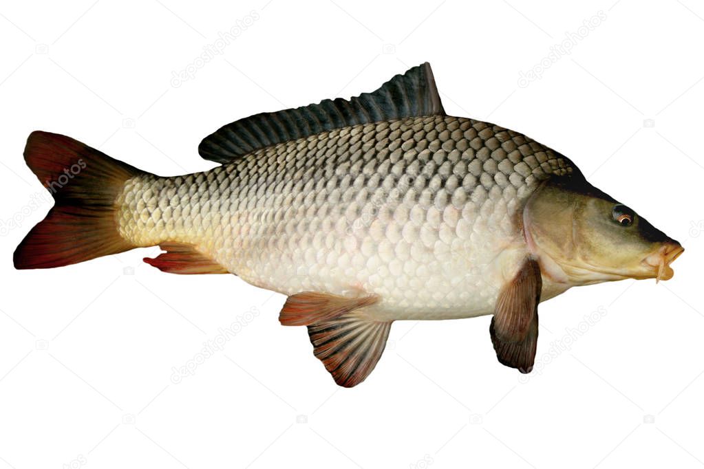Live fish big carp isolated on white background