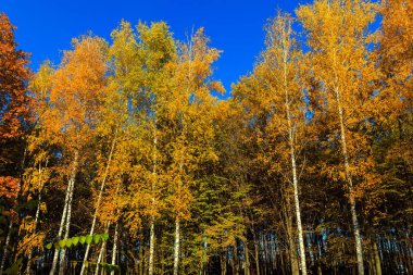 Büyük ağaç arka plan sonbahar renk manzara - sonbahar yaprakları