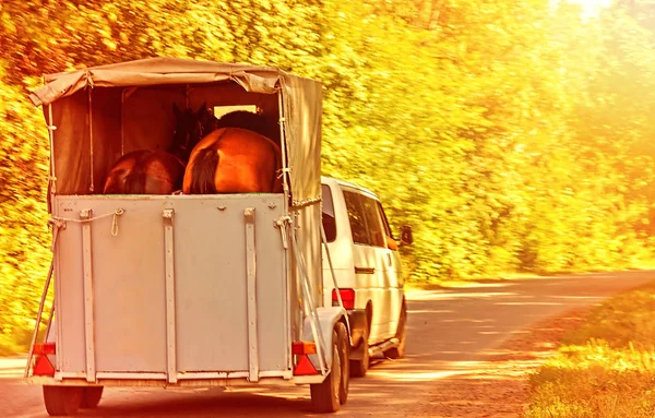 马拖车为马运输在汽车 秋天叶子在草在阳光明媚的晨光 — 图库照片