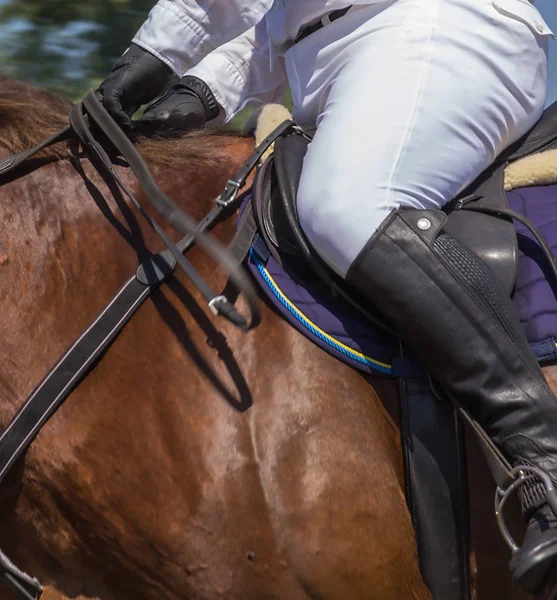 Sela Com Estribos Garanhão Correndo Cavalo Puro Sangue — Fotografia de Stock