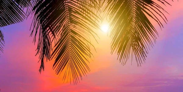 gündoğumu günbatımı ve palmiye ağaçlarının silhouettes Adaları