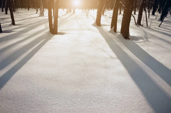 Luz Solar Paisagem Inverno Floresta Neve Cena Sombra Árvore — Fotografia de Stock