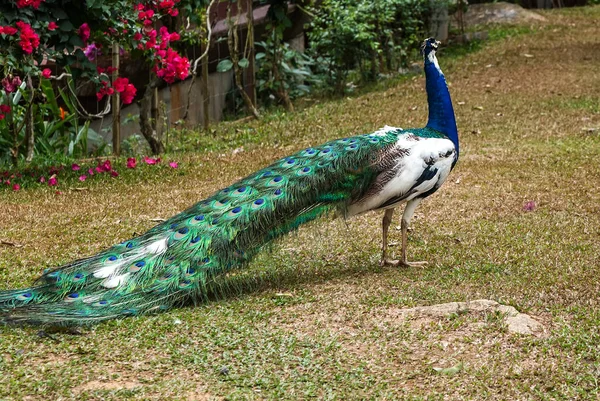 Павлин Зеленый Перья Голубые Птицы Дикой Природы — стоковое фото