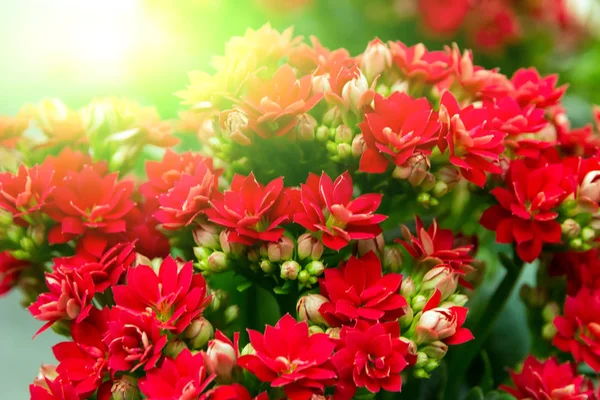 Spring Sunset Bouquet Red Flower Pot Floral — Stock Photo, Image