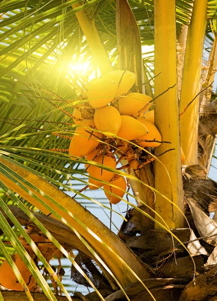 ココナッツの木に春サンセット イエロー — ストック写真