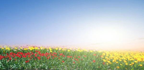 阳光明媚的日子里 春天的郁金香田盛开 — 图库照片