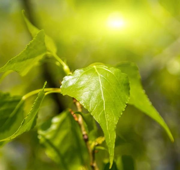 Spring Sunrise Green Leaves Background Forest Foliage — Stock Photo, Image