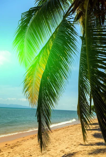 阳光日落热带棕榈树海滩 — 图库照片