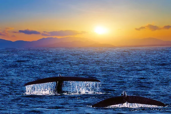 Sunrise Sea Whale Tail Humpback Whale Tail Dripping Water — Stock Photo, Image