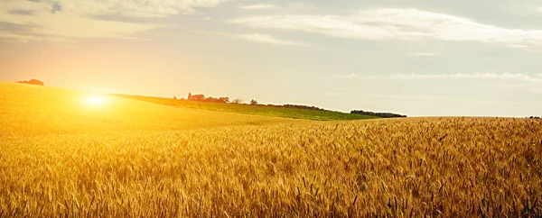 Tarwegewas Veld Zonsondergang Landschap — Stockfoto