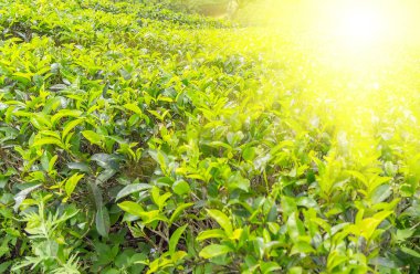 Güneş yaprak yeşil çay tarlaları - peyzaj alanları Sri Lanka bahar