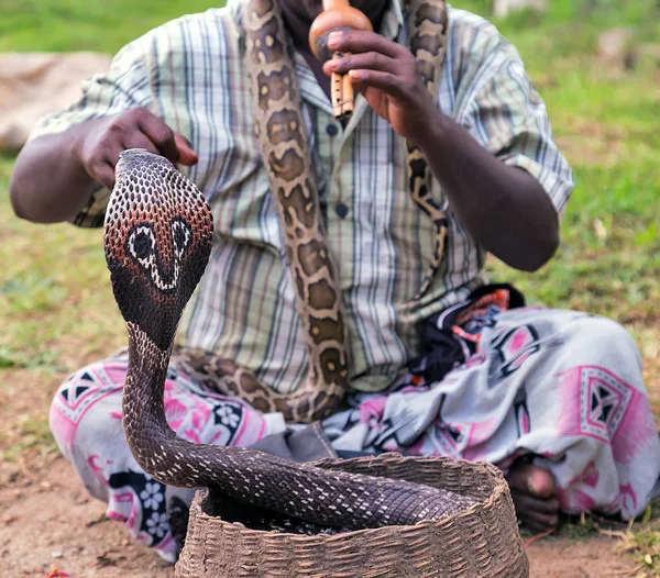 Fakir Snake Charmer Playing Musical Instrument King Cobra Ophiophagus Hannah — Stock Photo, Image