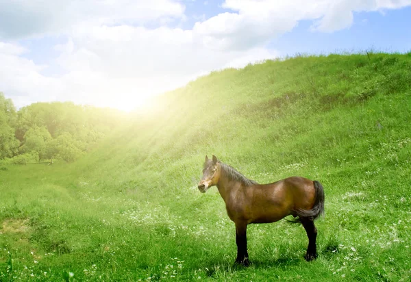 Лошадь Зеленой Траве Луг Весенний Скот Фон — стоковое фото