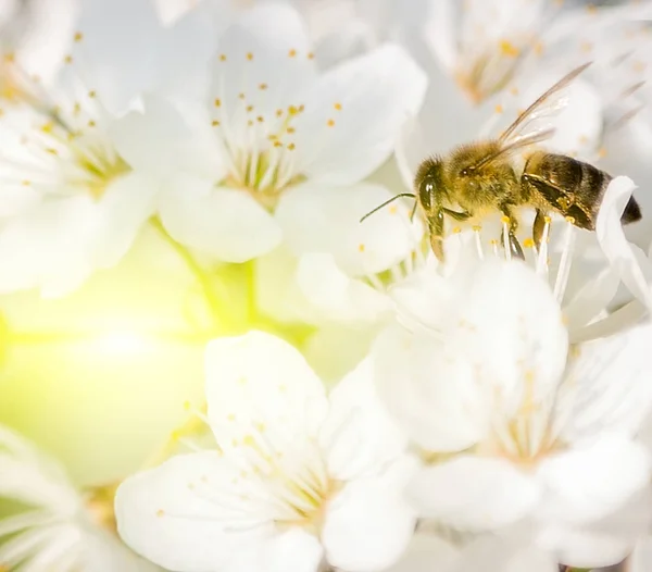 Spring Sunset Honey Bee Flower — Stock Photo, Image