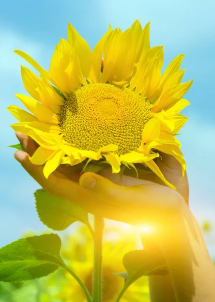 Våren Sunrise Solros Flicka Handen Blå Mulen Himmel — Stockfoto