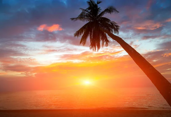 棕榈树剪影热带天堂在日落红色天空风景 — 图库照片