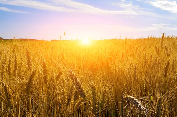麦畑と雲と夕日の風景 — ストック写真