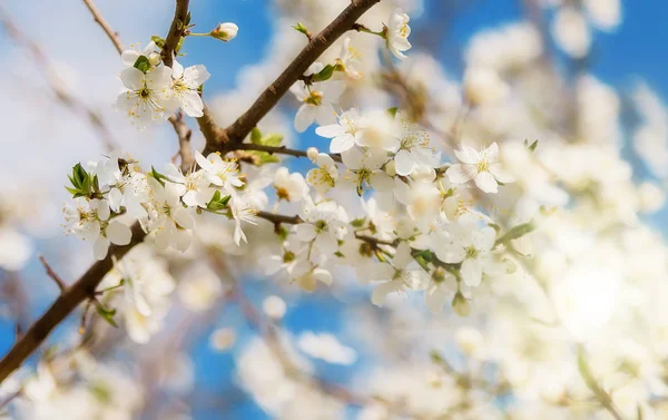 Spring Blossom Design Cherry Blossom Soft Focus — Stock Photo, Image