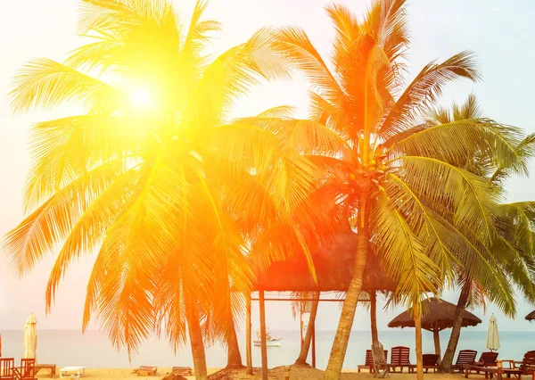 阳光日落棕榈树在日出热带海滩 — 图库照片
