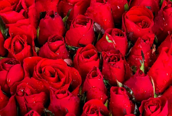 Fond Rose Rouge Fleurs Bouquet Roses Décoration Nature Carte Postale — Photo