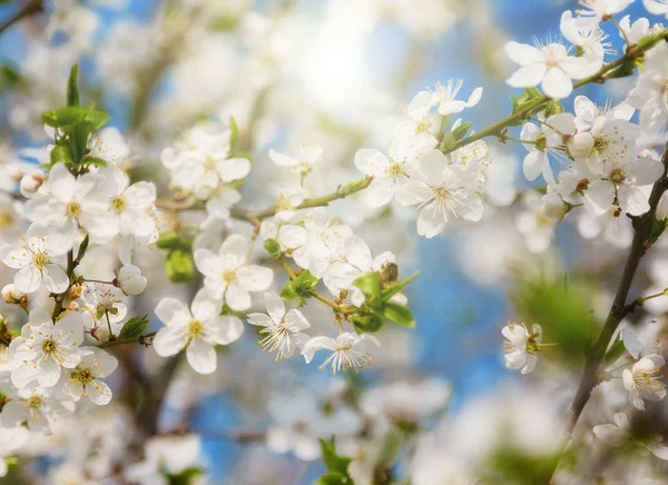白い桜 ボケの花背景と春 — ストック写真