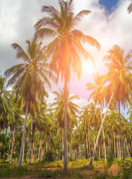 热带度假胜地阳光椰子树阳光明媚的夏季景观 — 图库照片
