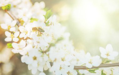 Bahar soyut arı beyaz kiraz çiçekleri çiçek şube