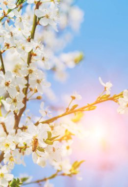 Bahar Cherry Blossom bal arısı çiçek açan çiçekler üzerinde.