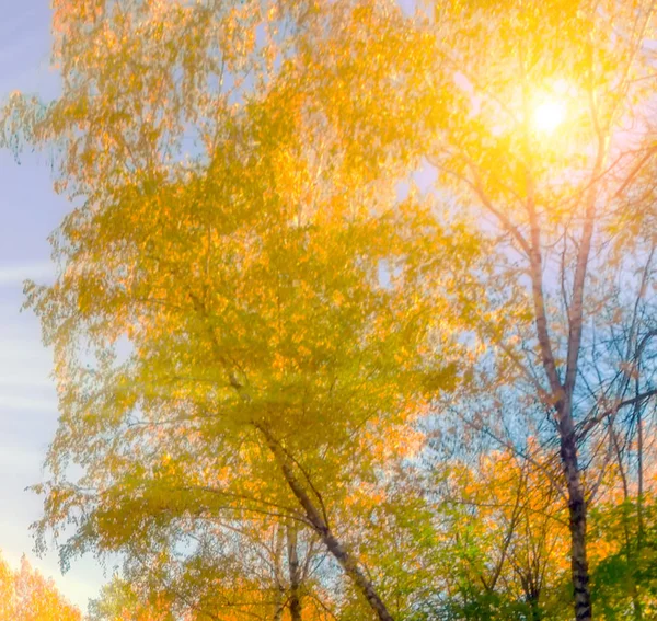 Herbstlandschaft Einem Park Mit Bunten Bäumen Herbstlicher Natürlicher Hintergrund — Stockfoto