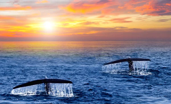 Svans Knölval Fallande Vatten Sunrise Karibiska Havet Våg — Stockfoto