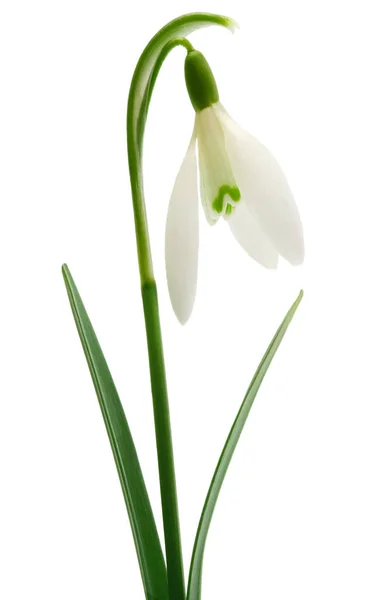 Snowdrop Stelo Fiore Primavera Isolato Sfondo Bianco — Foto Stock