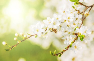 Kiraz çiçekleri bal arısı bahar sezonu soyut doğa arka plan beyaz