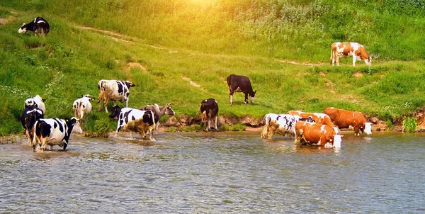 cows coast river rural Spring sunset Green backgrounds