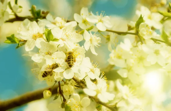 Weiße Kirschblüten Blauen Himmel Honigbienen Fliegen Abstrakte Szenen Frühling — Stockfoto