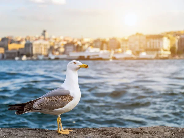 Seagull Standing Sunset Summer Istanbul Transcontinental City Eurasia Bosphorus Strait — Stock Photo, Image