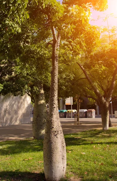 Árbol Chorisia Insignis Rama Con Flores Naturaleza Amanecer Primavera Concepto — Foto de Stock