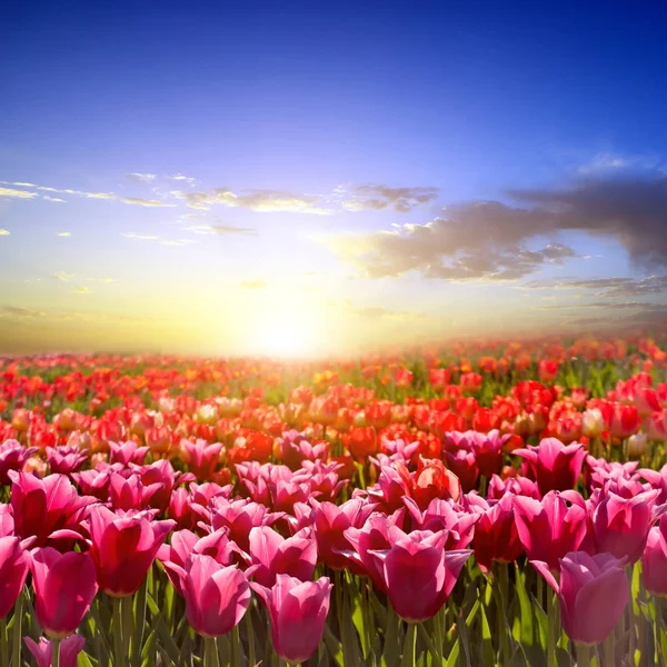 Tulip field. Spring blooming flowers tulips in a beautiful meadow. Nature background. Happy spring day.