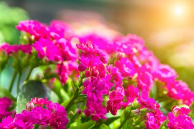 Bahçe arka plan bahar çiçek güneş ışığı çiçeklenme çiçekler