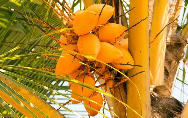 Coconut Palm tree with fruits Yellow Royal coco coconut ripe, King coconut bunches growing on palm tree is native to Sri Lanka