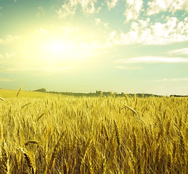 Zomer Zonsondergang Tarweveld Zonsondergang Grunge Stijl — Stockfoto