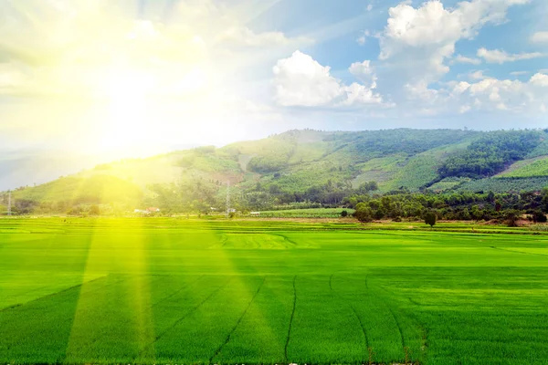 Pôr-do-sol campos de arroz — Fotografia de Stock