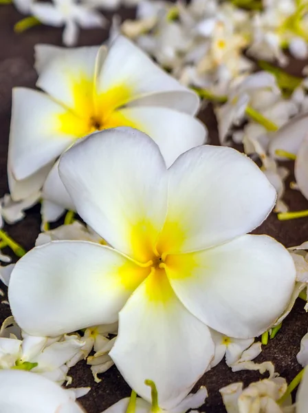 白い花熱帯プルメリアの花 — ストック写真