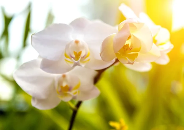 Ορχιδέες Εξωτική Floral Φόντο Λουλούδι Στον Τροπικό Κήπο Ηλιοβασίλεμα Τόνο — Φωτογραφία Αρχείου