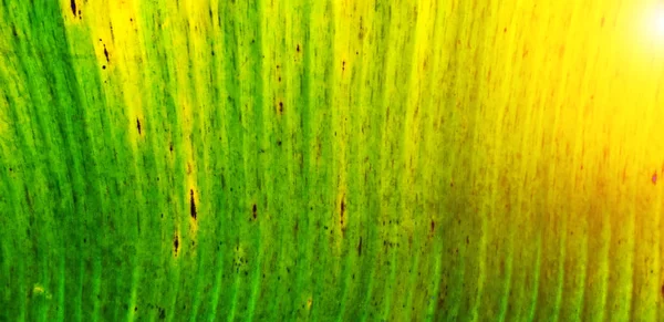 Tropiska Solen Jungle Leaf Löv Natur Våren Konceptet Bakgrund — Stockfoto