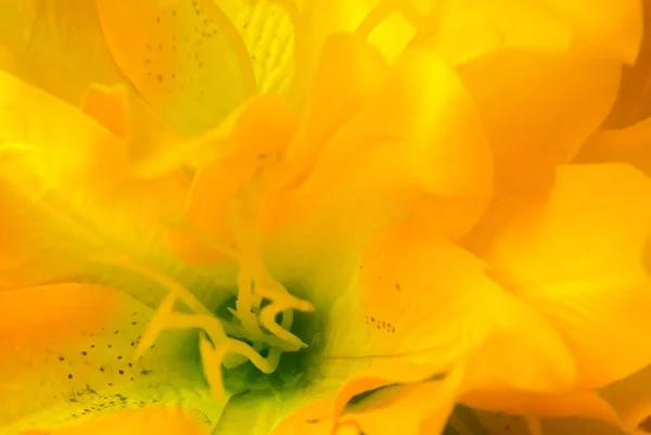 Lys Jaune Pour Journée Des Femmes Fête Des Mères — Photo