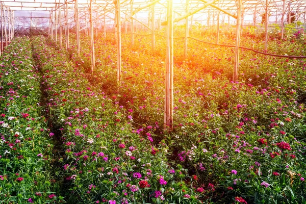 Champ Fleurs Serre Printemps Près Des Fleurs Autres Plantes Lumière — Photo