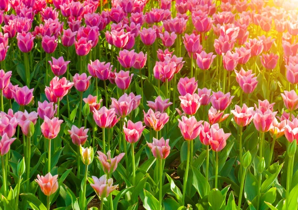 Sun Tulips Background Colourful Flower Garden Spring Day Postcard Beauty — Stock Photo, Image