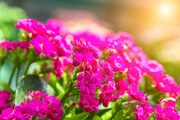 Bunga Mekar Latar Belakang Taman Bunga Musim Semi Sinar Matahari — Stok Foto