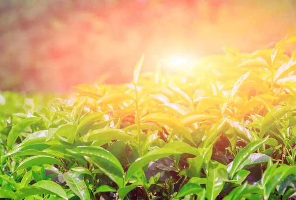 Spring Sunset Plantation Fields Ceylon Herb Tea Sri Lanka — Stock Photo, Image