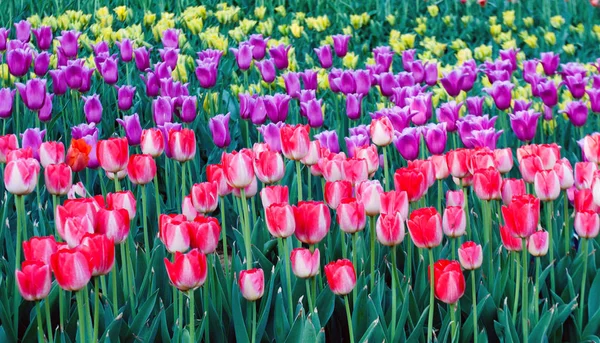 Vícebarevná Tulipán Jarní Příroda Pozadí Pole Tulipánů Květiny — Stock fotografie